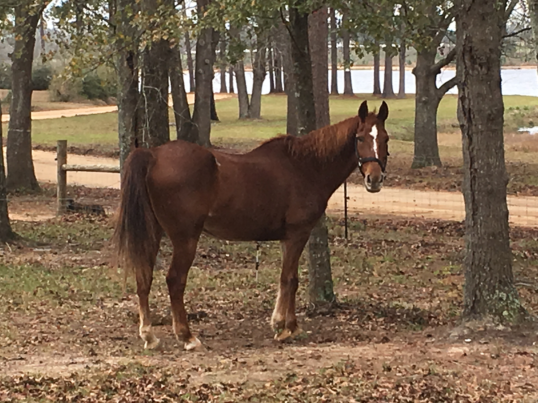 Lyn's Horse, Moses